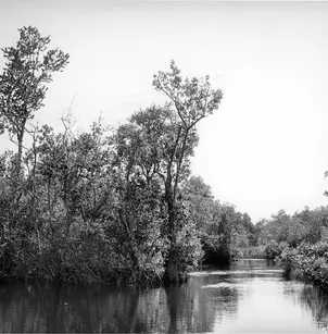 Ogeechee Tupelo (Nyssa ogeche)