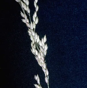 Fowl Bluegrass (Poa palustris)