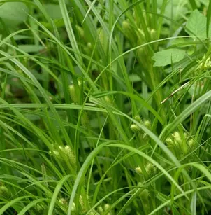 Frank's Sedge (Carex frankii)