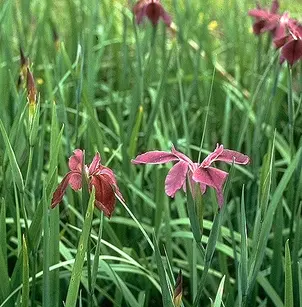 Copper Iris (Iris fulva)