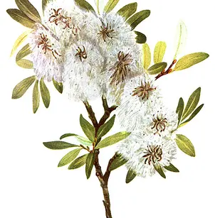 Drummond's Willow (Salix drummondiana)