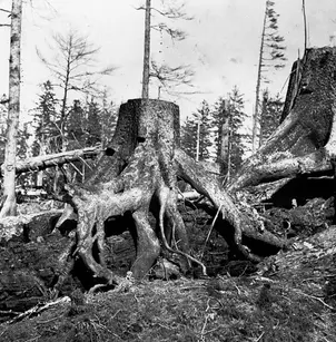 Sitka Spruce (Picea sitchensis)