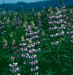 Sicklekeel Lupine (Lupinus albicaulis)