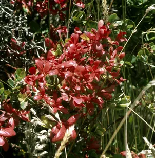 Hopseed Bush (Dodonaea viscosa)