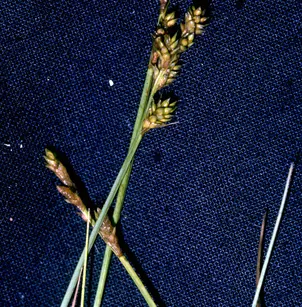 Silvery Sedge (Carex canescens)