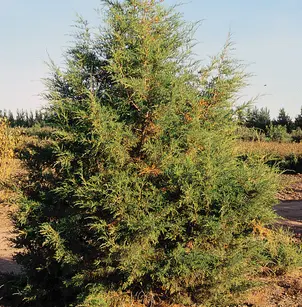 Rocky Mountain Juniper (Juniperus scopulorum)