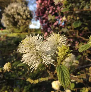 Dwarf Fothergilla (Fothergilla gardenii)