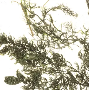 Coon's Tail (Ceratophyllum demersum)