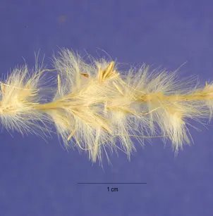 Cane Bluestem (Bothriochloa barbinodis)