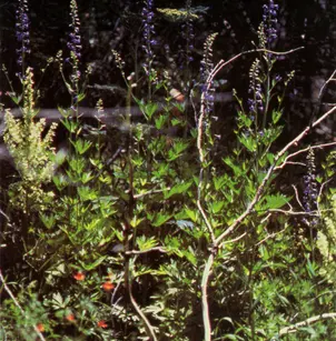 Sierra Larkspur (Delphinium glaucum)