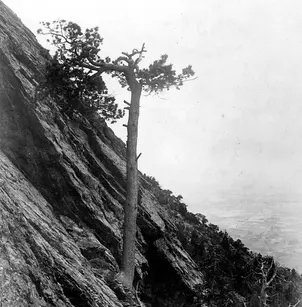 Western White Pine (Pinus monticola)