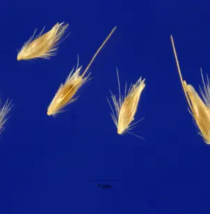 Slender Hairgrass (Deschampsia elongata)