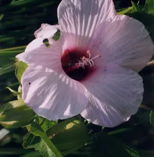 Halberdleaf Rosemallow (Hibiscus laevis)