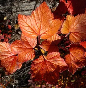 Red Currant (Ribes triste)