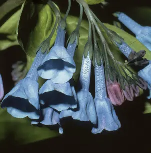 Virginia Bluebells (Mertensia virginica)