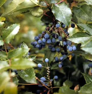 Hollyleaved Barberry (Mahonia aquifolium)
