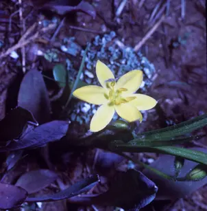 Common Goldstar (Hypoxis hirsuta)