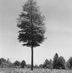 Sugar Maple (Acer saccharum)
