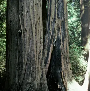 Coast Redwood (Sequoia sempervirens)