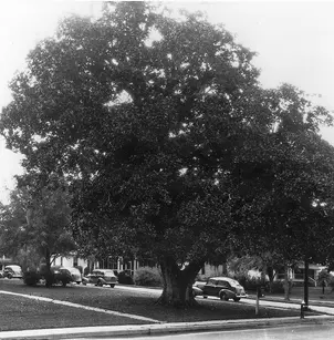 Southern Magnolia (Magnolia grandiflora)
