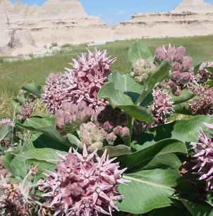 Showy Milkweed (Asclepias speciosa)