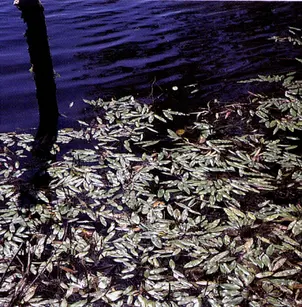 Longleaf Pondweed (Potamogeton nodosus)