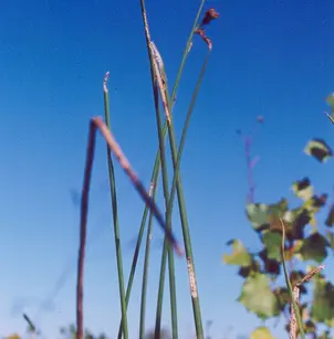 Softstem Bulrush (Schoenoplectus tabernaemontani)