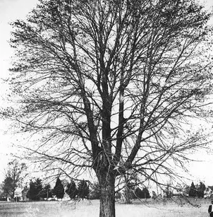 Red Maple (Acer rubrum)