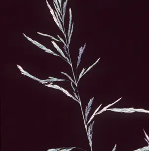 Sweet Woodreed (Cinna arundinacea)