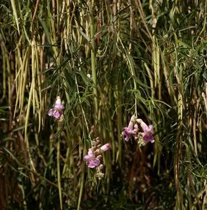 Desert Willow (Chilopsis linearis)