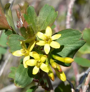 Golden Currant (Ribes aureum)