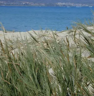 Seashore Dropseed (Sporobolus virginicus)