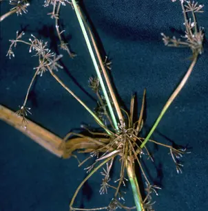 Panicled Bulrush (Scirpus microcarpus)