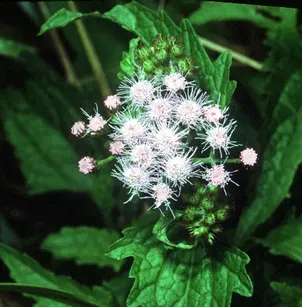 Blue Mistflower (Conoclinium coelestinum)