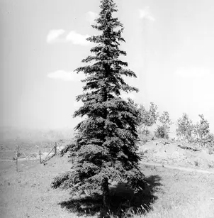 Alberta Spruce (Picea glauca)