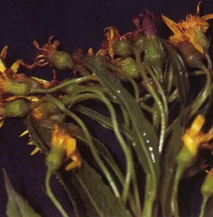 Arrowleaf Ragwort (Senecio triangularis)