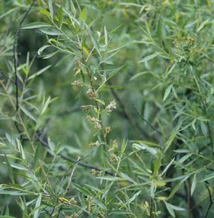 Geyer Willow (Salix geyeriana)