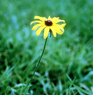 Black-Eyed Susan (Rudbeckia hirta)