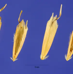 California Oatgrass (Danthonia californica)