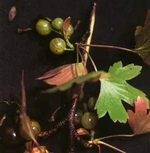 Whitestem Gooseberry (Ribes inerme)