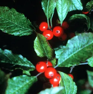 Common Winterberry (Ilex verticillata)
