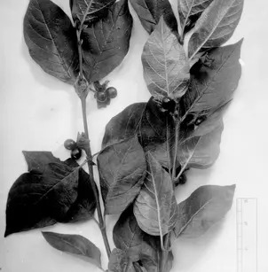 Twinberry (Lonicera involucrata)
