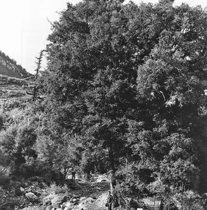 Canyon Live Oak (Quercus chrysolepis)