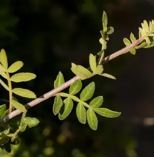Little-Leaf Sumac (Rhus microphylla)