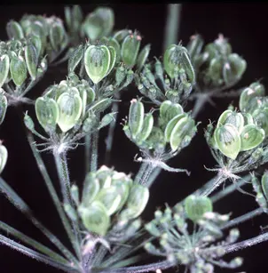 Common Cowparsnip (Heracleum maximum)