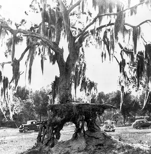 Southern Live Oak (Quercus virginiana)