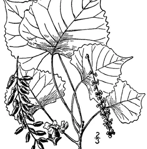 Plains Cottonwood (Populus deltoides subsp. monilifera)