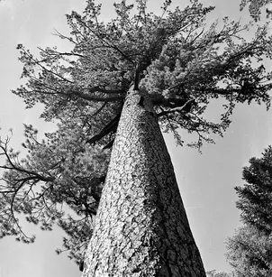 Sugar Pine (Pinus lambertiana)
