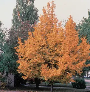 Hophornbeam (Ostrya virginiana)