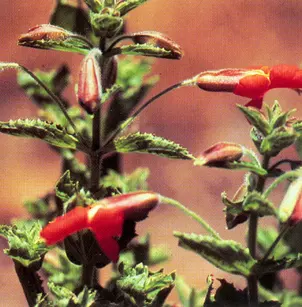 Scarlet Monkeyflower (Mimulus cardinalis)